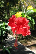 Punta Coral trip--hibiscus