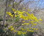 Punta Coral trip--buttercup tree