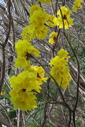 Punta Coral trip--buttercup tree 2