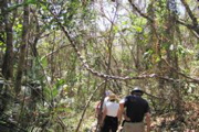 Punta Coral trip--monkey ladder vine