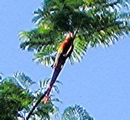 Scarlet macawB