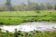 Pond of birds