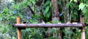 Blue-grey tanagers--Tirimbina