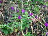 IMG_4866.JPG