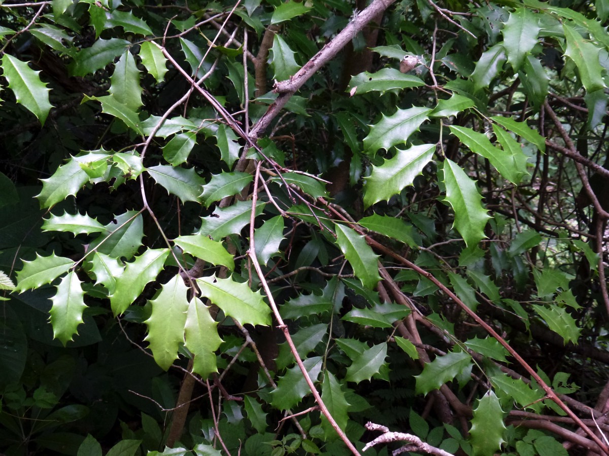 Stacks Image 803
