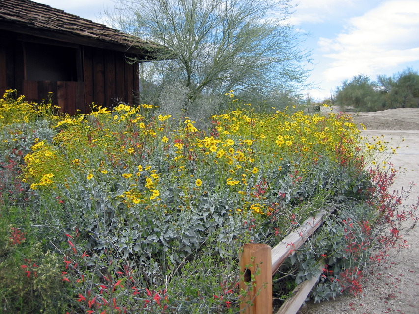 Living Desert Zoo and Plant Ctr, Palm Desert