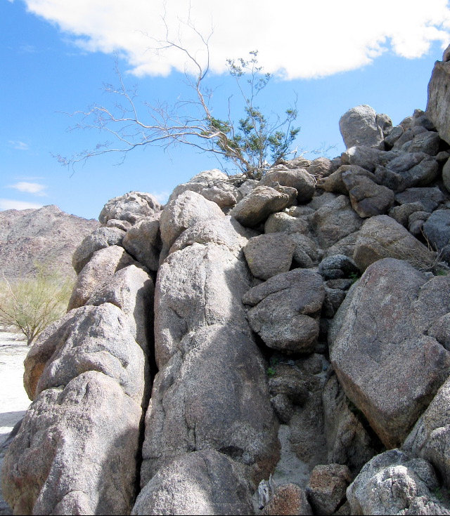 Living Desert Zoo and Plant Ctr, Palm Desert