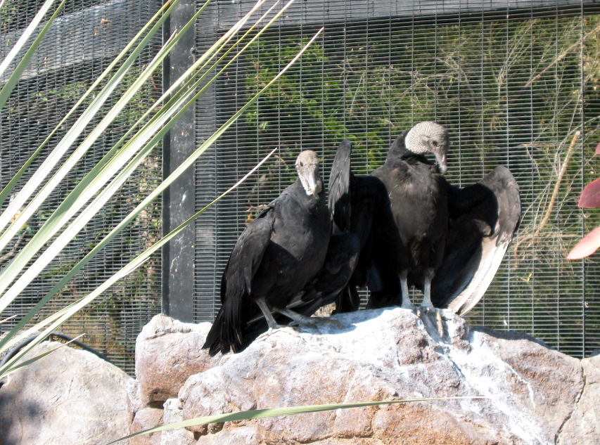 condors?