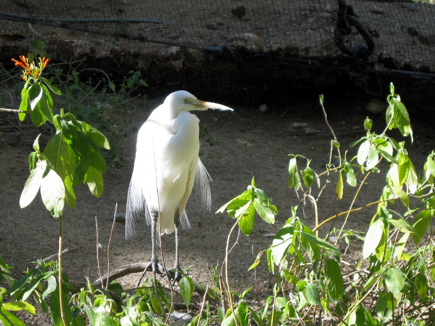 Living Desert Zoo and Plant Ctr, Palm Desert
