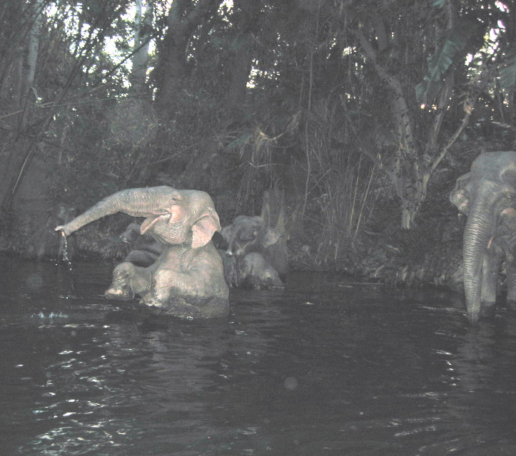 Jungle Cruise, Disneyland