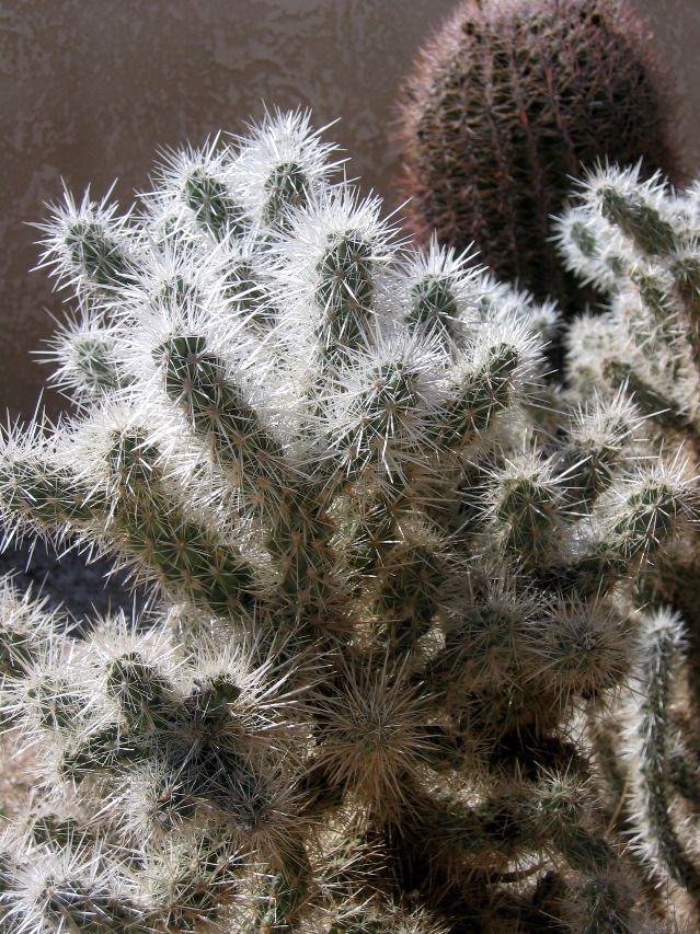  Joshua Tree National Park