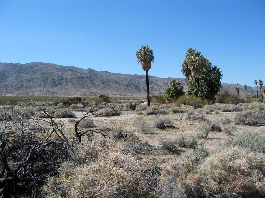  Joshua Tree National Park