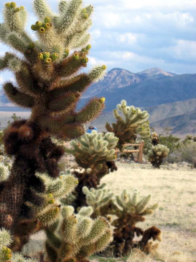 Joshua Tree Natl Park