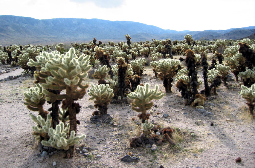 chollas, Joshua Tree Natl Park