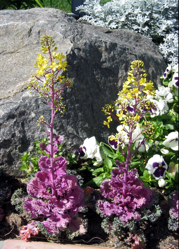 flowers, Old Town Inn, San Diego