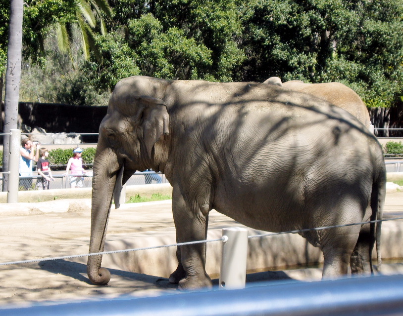 elephant, San Diego Zoo