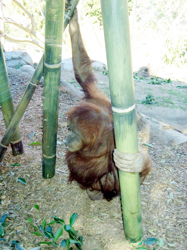 chimp? , San Diego Zoo