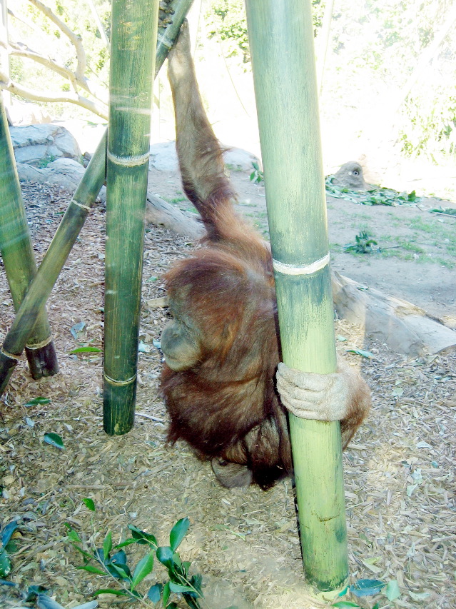 chimp? , San Diego Zoo
