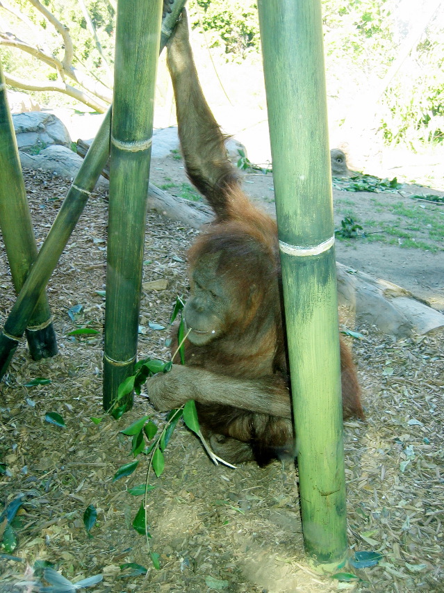 chimp?, San Diego Zoo