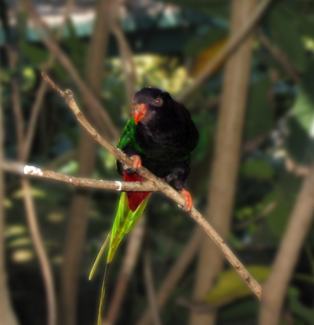 San Diego Zoo