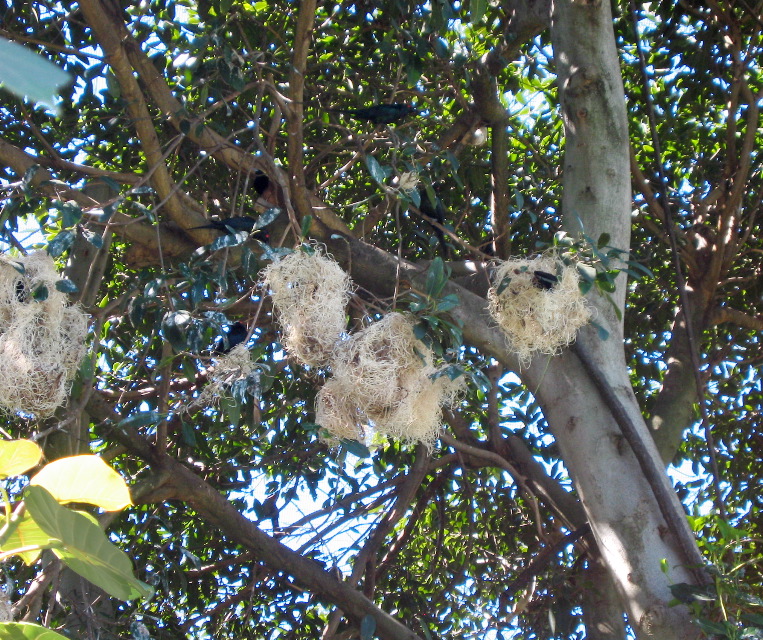 nests in aviary, San Diego Zoo