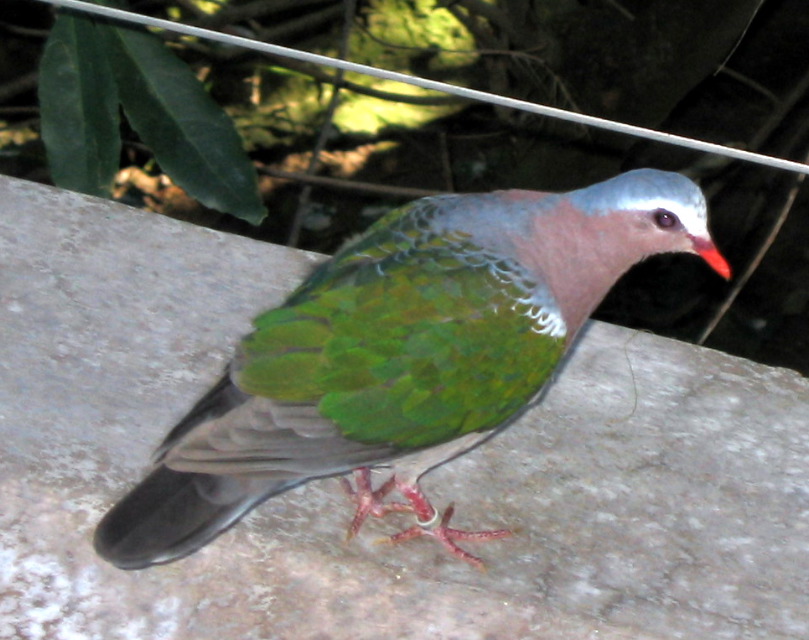 San Diego Zoo