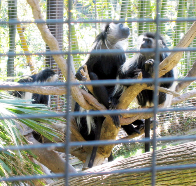 monkeys