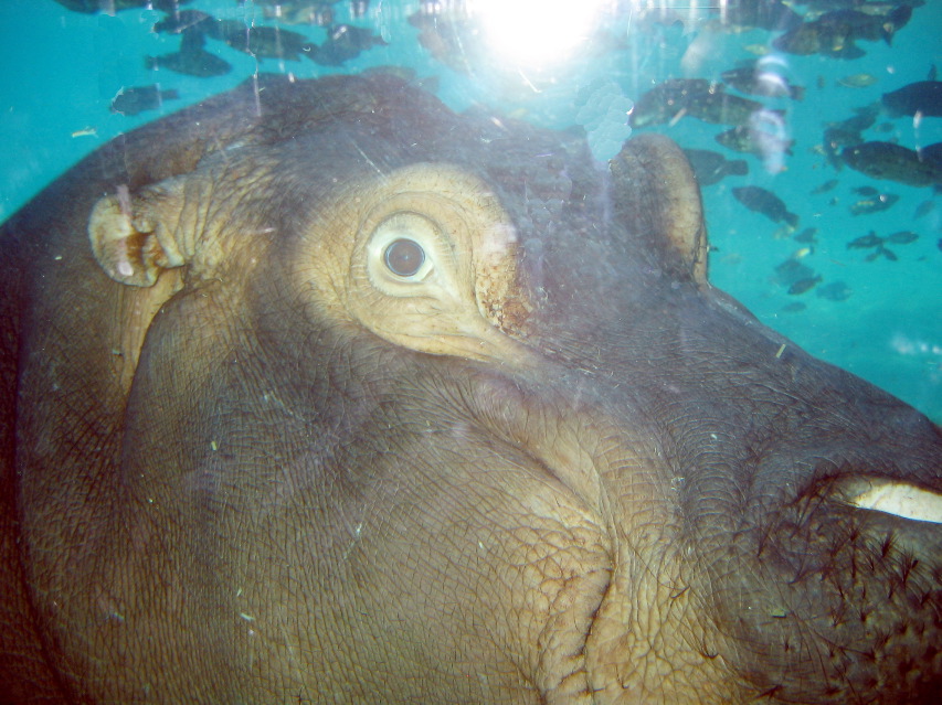 hippo