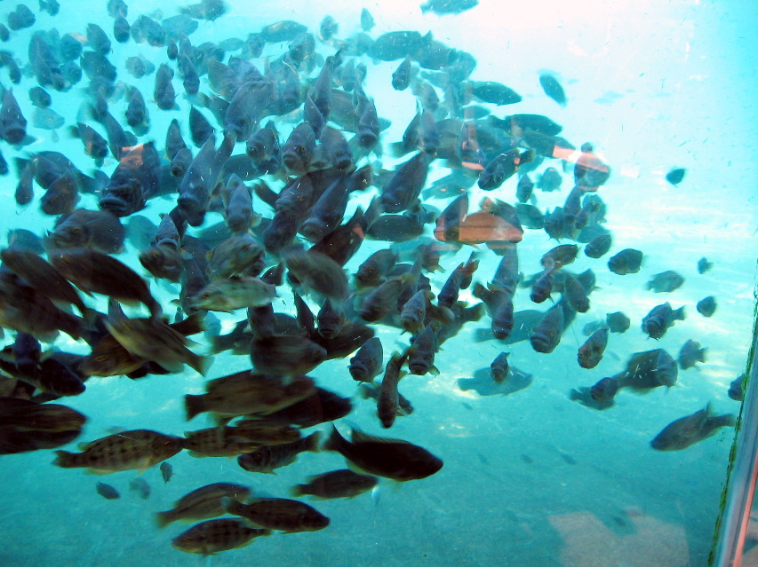 fish in hippo tank