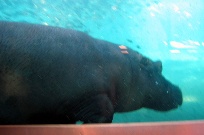 hippo