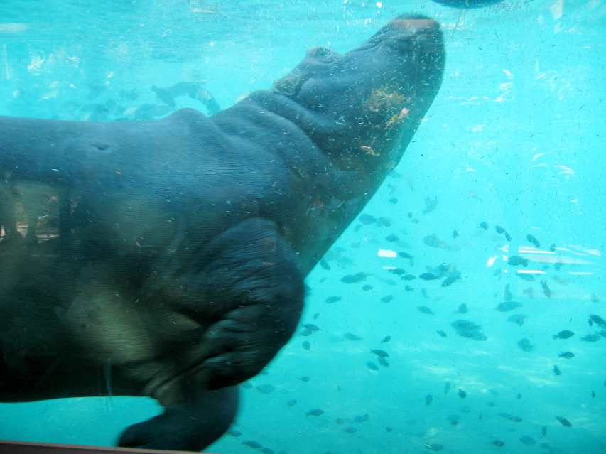 hippo playing with ball