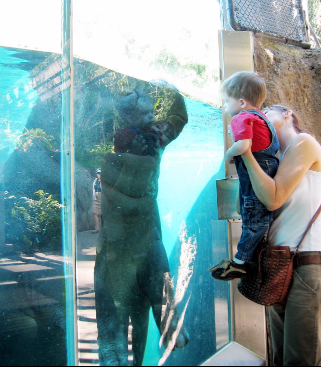 hippo & boy staring at each other