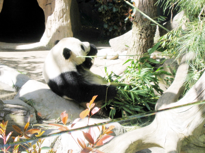 Panda
