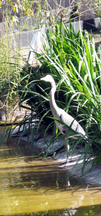 Blue heron