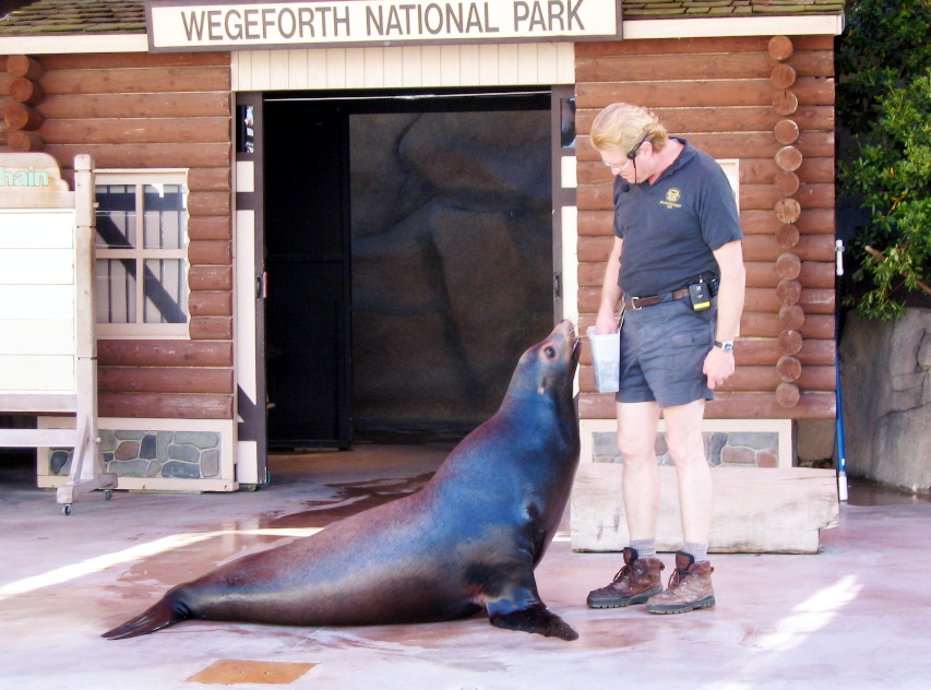 Sea Lion Show