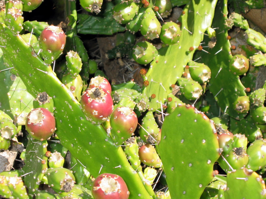 beavertail cactus?, Capistrano Mission