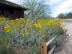 Living Desert Zoo and Plant Ctr, Palm Desert