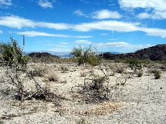 Living Desert Zoo and Plant Ctr, Palm Desert