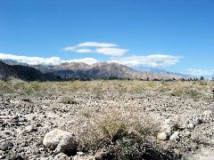 Living Desert Zoo and Plant Ctr, Palm Desert