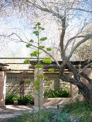 Living Desert Zoo and Plant Ctr, Palm Desert