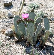 flowering beavertail cactus