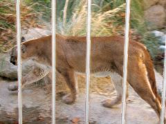 mountain lion