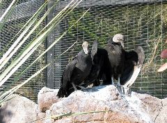 condors?