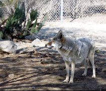 coyote
