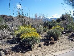 flowering brittlebush