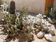  Joshua Tree National Park specimen cacti