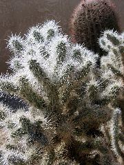  Joshua Tree National Park