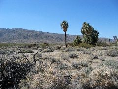  Joshua Tree National Park