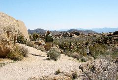 Joshua Tree Natl Park