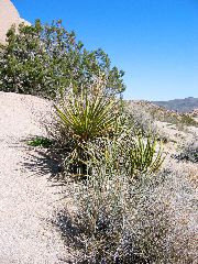 Joshua Tree Natl Park